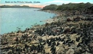 Seals on Pribilof Islands, Alaska, Vintage Postcard