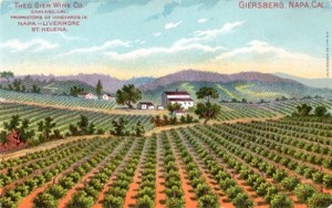 Vine postcard Napa