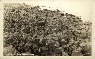 Seals on Pribilof Islands, Vintage Postcard